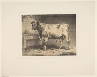 Stier Diverse dieren (serietitel) Animal Studies (serietitel)