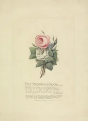 Roser med den kongelige families silhuetter, 1816