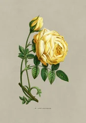 Sulfurrosa