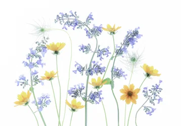 Blomster på vild eng