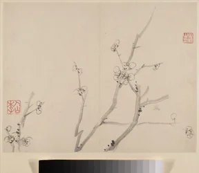 Album med blomstrende blomme