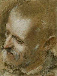 Studie af hovedet af en skægget mand vendt til venstre, 1590