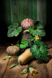 Høst græskar og squash