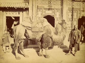 Baktrisk kamel med fører, ca. 1860