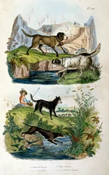 Alpine hunde