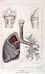 Anatomisk illustration af F. E. Guerin. Fra Dictionnaire pittoresque d