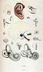 Anatomisk illustration af F. E. Guerin. Fra Dictionnaire pittoresque d