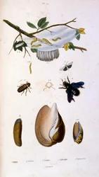 Botanisk og zoologisk illustration af F. E. Guerin. Fra Dictionnaire pittoresque d