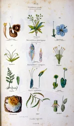 Botanisk og zoologisk illustration af F. E. Guerin. Fra Dictionnaire pittoresque d