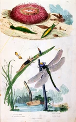 Botanisk og zoologisk illustration af F. E. Guerin. Fra Dictionnaire pittoresque d