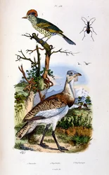 Botanisk og zoologisk illustration af F. E. Guerin. Fra Dictionnaire pittoresque d