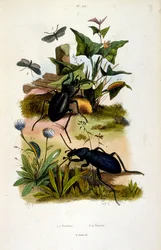 Botanisk og zoologisk illustration af F. E. Guerin. Fra Dictionnaire pittoresque d