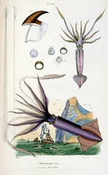 Botanisk og zoologisk illustration af F. E. Guerin. Fra Dictionnaire pittoresque d