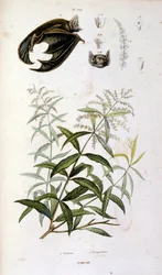 Botanisk og zoologisk illustration af F. E. Guerin. Fra Dictionnaire pittoresque d