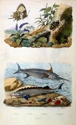 Botanisk og zoologisk illustration af F. E. Guerin. Fra Dictionnaire pittoresque d