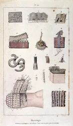 Botanisk og zoologisk illustration af F. E. Guerin. Fra Dictionnaire pittoresque d