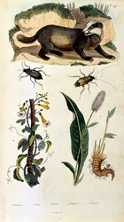Botanisk og zoologisk illustration af F. E. Guerin. Fra Dictionnaire pittoresque d
