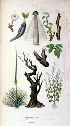 Botanisk og zoologisk illustration af F. E. Guerin. Fra Dictionnaire pittoresque d