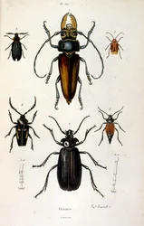 Botanisk og zoologisk illustration af F. E. Guerin. Fra Dictionnaire pittoresque d