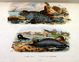 Botanisk og zoologisk illustration af F. E. Guerin. Fra Dictionnaire pittoresque d