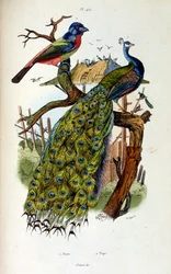 Botanisk og zoologisk illustration af F. E. Guerin. Fra Dictionnaire pittoresque d