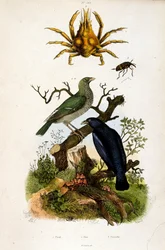 Botanisk illustration af F. E. Guerin. Fra Dictionnaire pittoresque d