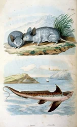 Chimaeras ordenen Chimaeriformes, uformelt kendt som spøgelseshajer, rottefisk; Botanisk og zoologisk illustration af F. E. Guerin. Fra Dictionnaire pittoresque d