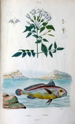 Jasmin (Jasmin). Johnius (krokodillefisk). Botanisk og zoologisk illustration af F. E. Guerin. Fra Dictionnaire pittoresque d