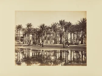 Cairo, Palmer