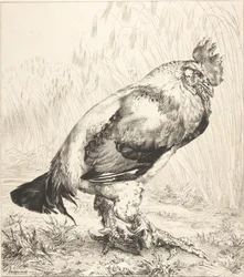 Den gamle hane, 1882.