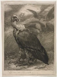 Grib, 1904