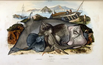 Illustration af Manta Ray fisk. (kromolitografi fra malerisk ordbog over naturhistorie og naturfænomener af Felix-Edouard Guerin