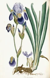 Iris Germanicus, 1847