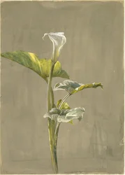 Calla Lily, 1875 (wc på papir)