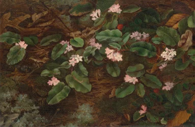 Efterfølgende Arbutus