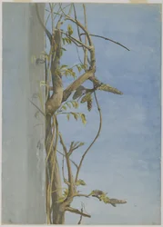 Wisteria på en væg (wc på papir)