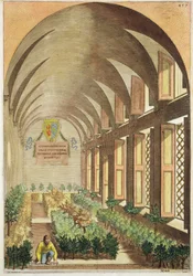 Citrustræer i et drivhus, fra 