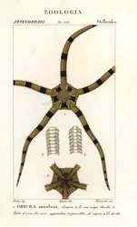 Skør stjernepighud, Ophiomastix annulosa, Ophiura annulosa