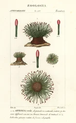 Middelhavsslangelåse søanemone, Anemonia sulcata