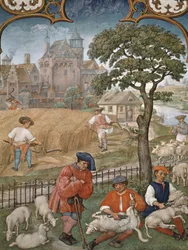 Fol.7v Juli måned: Høst og fåreklipning, fra Breviarium Grimani, ca. 1515