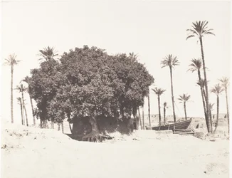 Esneh, Daddelpalmer, Sycamore og kaffe på kanten af ​​Nilen, 1851-52, trykt 1853-54.