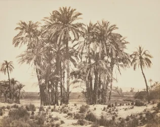 [Lunden af daddelpalmer set fra punkt A, Karnak].