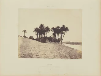 Luxor. Daddelpalmer og haven til Luxor-ekspeditionen