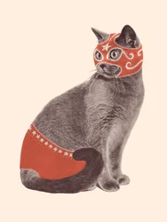 Kattebryder