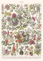 Flowers II - ASTER EDITION, 2023 (digital)