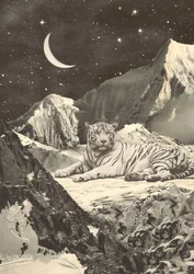 Kæmpe hvid tiger i bjerge