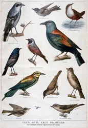Fugle, der er beskyttede og nyttige i landbruget, 1897