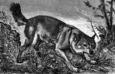 Feroce-ulv, vred, tænder ud, viser hugtænderne - gravering af Meaulle i "La chasse illustree" nr. 27, 5. februar 1870 -.