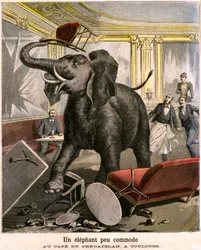 En ubehagelig elefant: Pachydermen flygter fra et cirkusmenageri bryder alt i cafeen i Pre-Catelan i Toulouse. Indgravering af Meaulle og Meyer i sidste omslag af PETIT JOURNAL-tillægget illustreret n 51 af 14. november