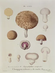 Hypophyllum campestre eller markchampignon, planche 130 fra "Iconographie des Champignons de J.J. Paulet" af J.H. Leveille, graveret af Renard, 1855